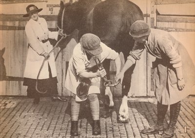 Women as farriers in the horse hospital of a big firm of haulage contractors, c1916 by Unbekannt
