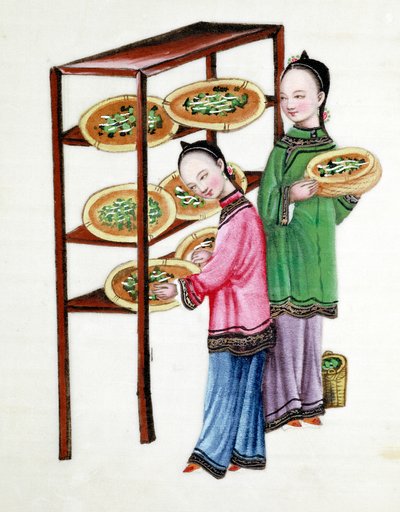 Women Feeding Silkworms on Mulberry Leaves, 19th century by Unbekannt