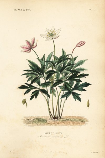 Wood anemone or windflower by Unbekannt