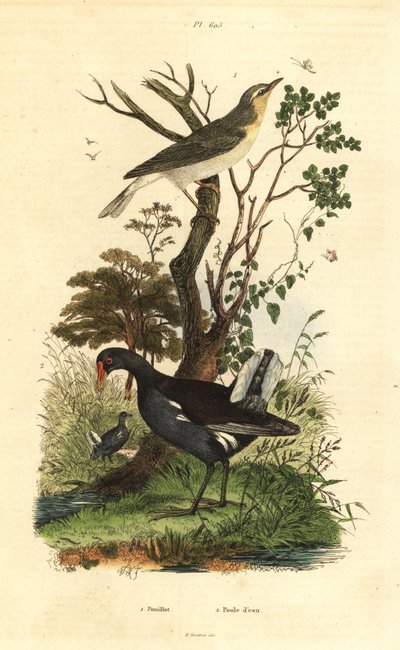 Wood Warbler and Moorhen by Unbekannt
