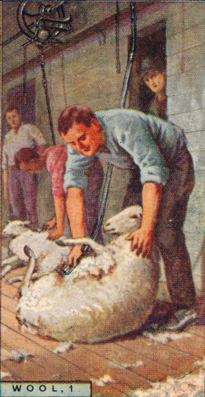 Wool, 1. - Shearing Sheep by Machinery, Australia by Unbekannt