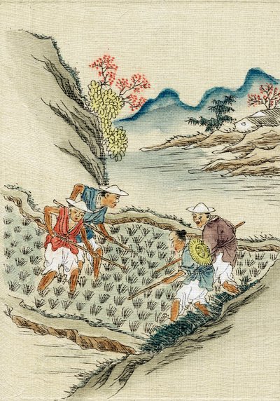 Workers cultivating rice in a paddy field by Unbekannt