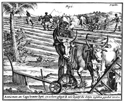 Yoking Oxen and Ploughing Fields, South Africa by Unbekannt