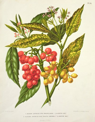 Aucuba japonica hybrid macrocarpa and Fructu variabili, by A. Koster by Unbekannt Unbekannt