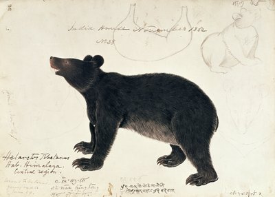 Drawing of an Asiatic Black Bear, Ursus Tibetanus, from the Central Region of Himalaya by Unbekannt Unbekannt