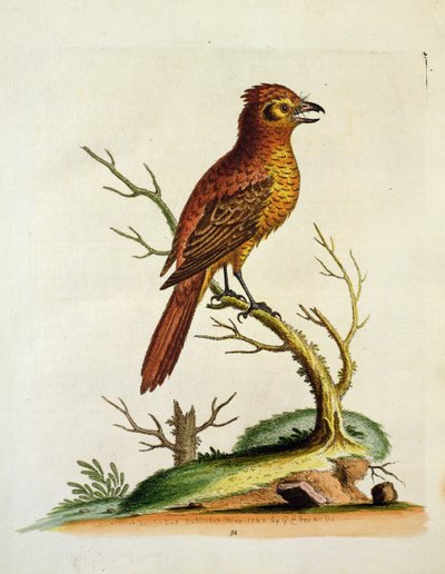 Indian Great Crested Bulcher Bird, published May 1742 by G.E. Inard by Unbekannt Unbekannt