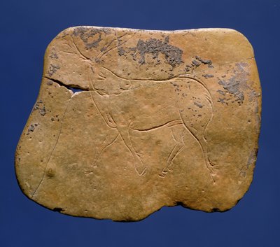 Reindeer, Incised Drawing on Limestone, Paleolithic, Magdalenian V, from Laugerie Basse, Dordogne, c.12000 BC by Unbekannt Unbekannt