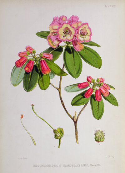 Rhododendron: Candelabrum, from The Rhododendrons of Sikkim-Himalaya by J.D. Hooker, 1849-51 by Unbekannt Unbekannt