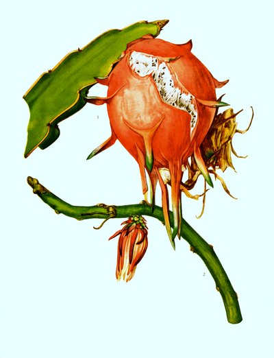 Wilmattea Minutiflora, Cactus by Unbekannter Künstler