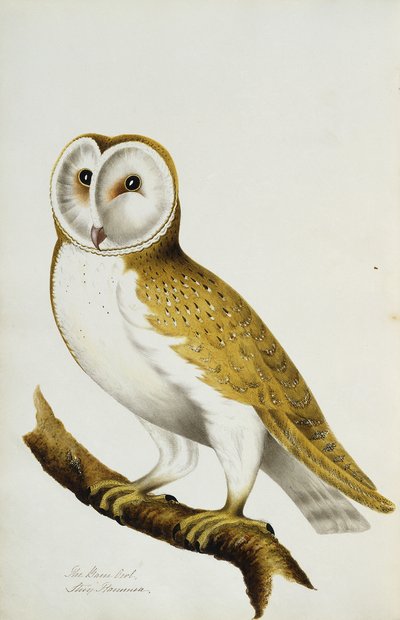 A Barn Owl, Part of An Album of Watercolours of Birds and Their Eggs, c. 1800 by Unbekannt