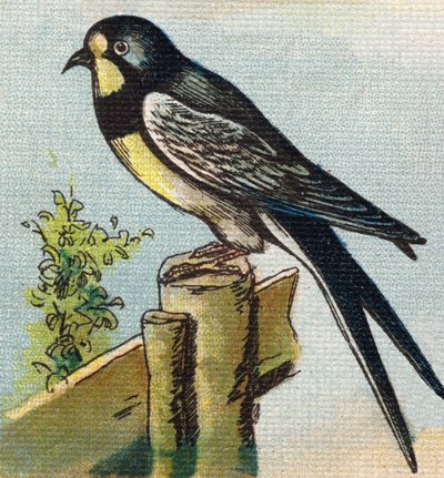A Swallow (Engraving in "Alphabet de ma petite fille") by Unbekannt