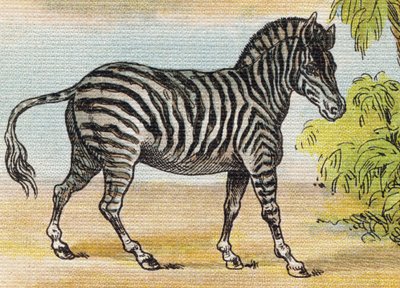 A Zebra. Engraving in "Alphabet de ma petite fille". Bernardin-Bechet and Fils, bookseller-publishers, Paris, around 1895 by Unbekannt
