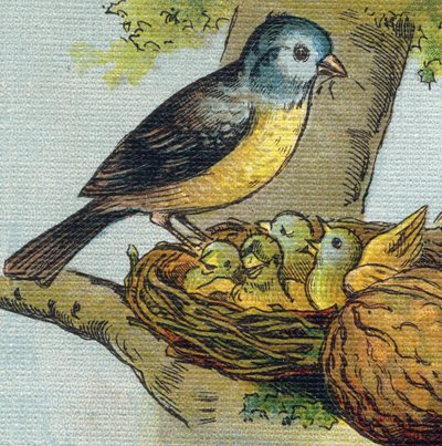 A Bird Feeds Its Young in a Nest. Engraving in 