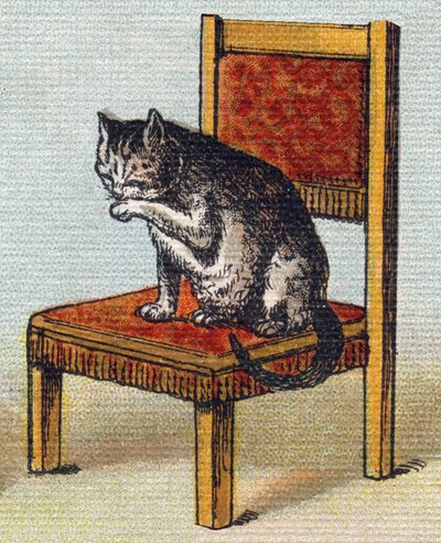 A cat on a chair. Engraving in "Alphabet de ma petite fille". Bernardin-Bechet and Fils, bookseller-publishers, Paris, around 1895 by Unbekannt