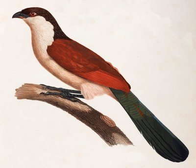 A Colour Illustration of a Brown Bird with a Green Tail by Unbekannt