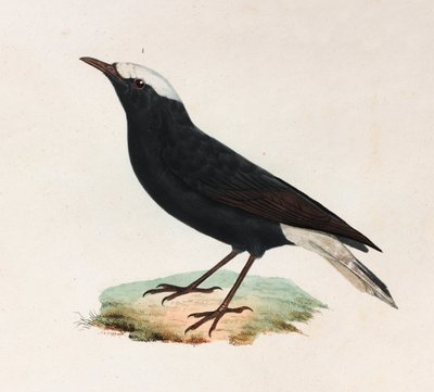 Black Bird with White Tail (color illustration) by Unbekannt