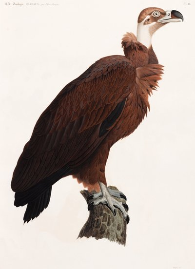A Full Page Colour Illustration of a Vulture by Unbekannt