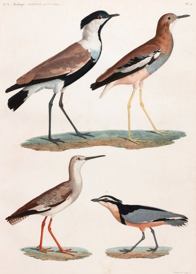 A Full Page Series of Color Illustrations of Birds by Unbekannt