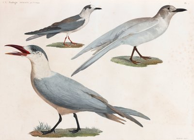 A Full Page Series of Color Illustrations of Birds by Unbekannt