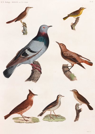 A Full Page Series of Color Illustrations of Birds by Unbekannt