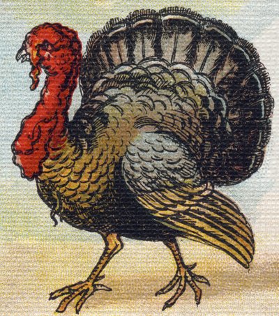 A Turkey (Engraving in "Alphabet de ma petite fille") by Unbekannt
