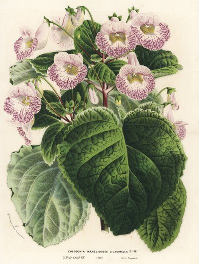 Achimenantha x naegelioides, lilac cultivar by Unbekannter Künstler