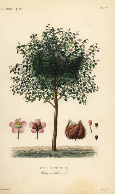 Achiote or lipstick tree by Unbekannt
