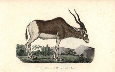 Addax or screwhorn antelope, Addax nasomaculatus. Critically endangered by Unbekannter Künstler