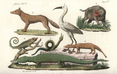 African animals including hippopotamus, chameleon, crocodile, snake, etc. Handcoloured copperplate engraving by from Giulio Ferrario