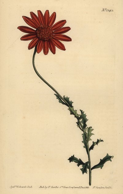 African daisy or Clammy arctotis by Unbekannt