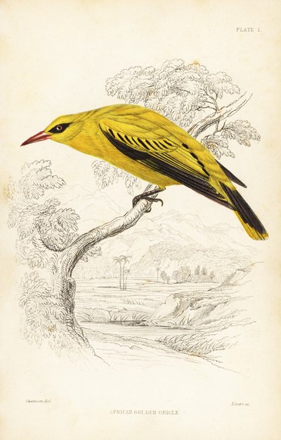 African Golden Oriole, Oriolus auratus (Naturalist