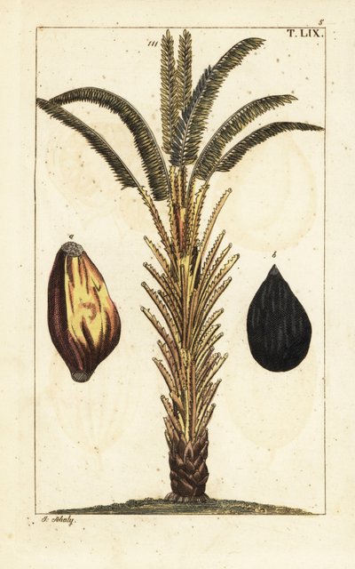 African Oil Palm Tree with Fruit, Elaeis Guineensis by Unbekannter Künstler