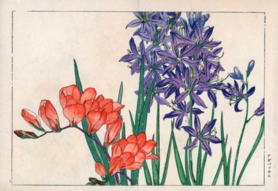 Agapanth or lily of the Nile (blue) and freesia. African lily, Agapanthus africanus, and freesia, Freesia refracta. Handcoloured woodblock print from Konan Tanigami