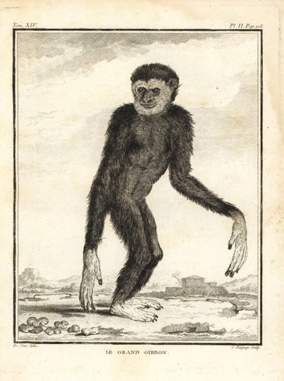Agile gibbon, Hylobates agilis. Endangered by Unbekannter Künstler