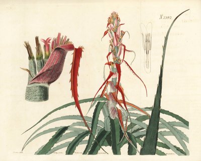 Aguava, Bromelia Alsodes (Narrow Leaved Pineapple) by Unbekannter Künstler