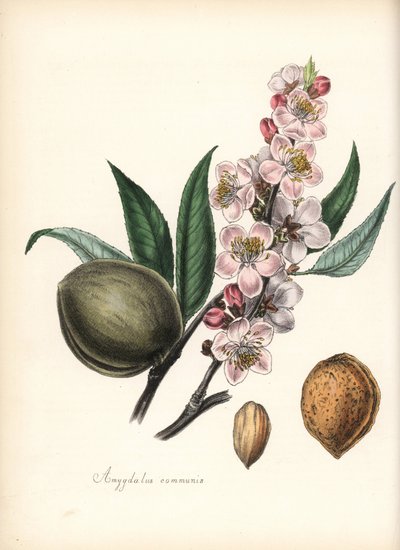 Almond - Common almond, Prunus amygdalus, with blossom, leaf, fruit and seed (nut). Handcoloured zincograph by Chabots drawn by Miss M. A. Burnett from her "Plantae Utiliores: or Illustrations of Useful Plants," Whittaker, London by Unbekannter Künstler