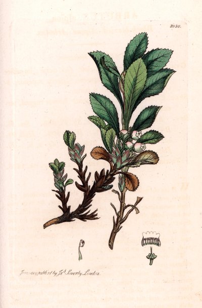Alpine Bear Grape by Unbekannter Künstler