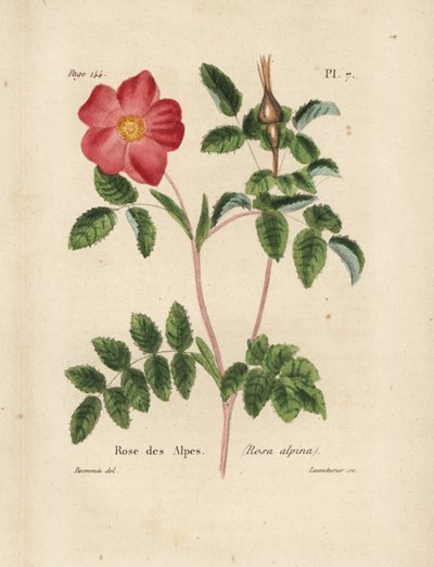Alpine Rose by Unbekannter Künstler