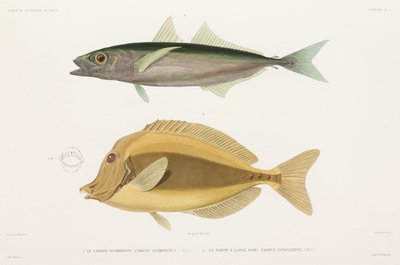 Amberstripe Scad and Razor Surgeonfish by Unbekannter Künstler