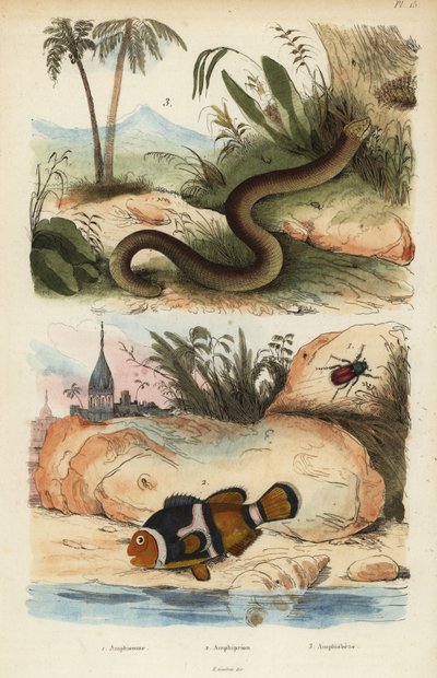Amphicoma scullelata, saddleback clownfish, Amphiprion polymnus and white worm lizard, Amphisbaena alba by Unbekannt