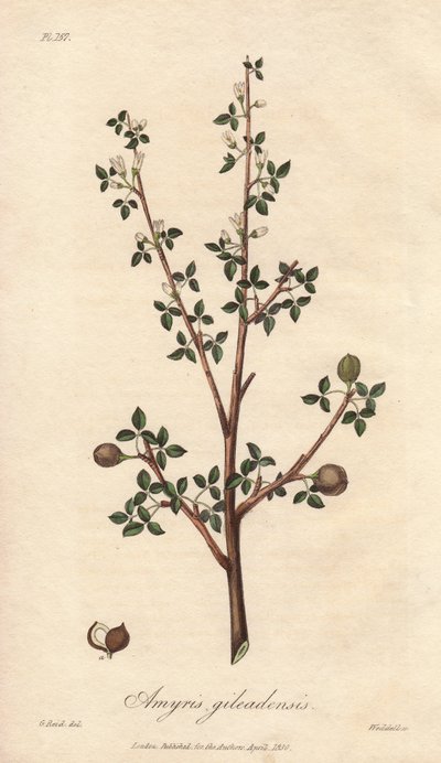 Amyris elemifera or Elemi Tree (Commiphora gileadensis) Strong water by William Clarke to illustrate Medical Botanical, Description of the Medicinal Plants of London, Edinburgh and Dublin by John Stephenson and James Morss Churchill by Unbekannter Künstler