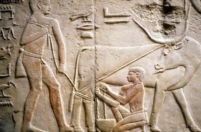Ancient Egypt: Saqqarah: necropolis of the Old Empire, tomb of noble. Detail of the reliefs depicting the milking of a buffalo by Leopold Blonder