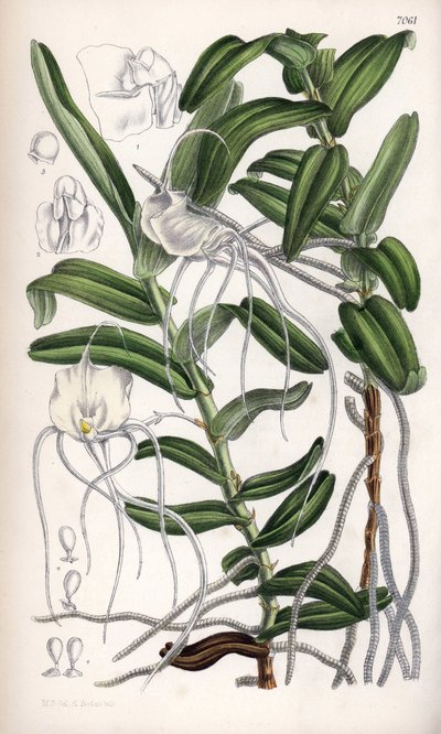 Angraecum germinyanum, Madagasvar white orchid. Named after Count Adrien de Germiny, France. Drawing by Matilda Smith (1854-1926), Lithography by J.N. Fitch in Curtis Botanical Magazine, by Joseph Dalton Hooker, published in London, England, by L. Reeve by Unbekannter Künstler