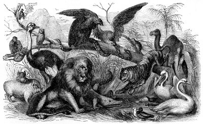 Animals Forbidden to be Eaten by Israelites by Unbekannter Künstler