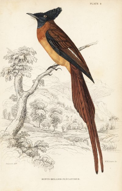 Annobon Paradise Flycatcher, Terpsiphone smithii, Vulnerable (Rufous-bellied Flycatcher, Muscipeta rufiventer) by Unbekannter Künstler