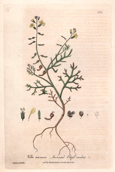 Annual Vella (Vella annua) by Unbekannter Künstler