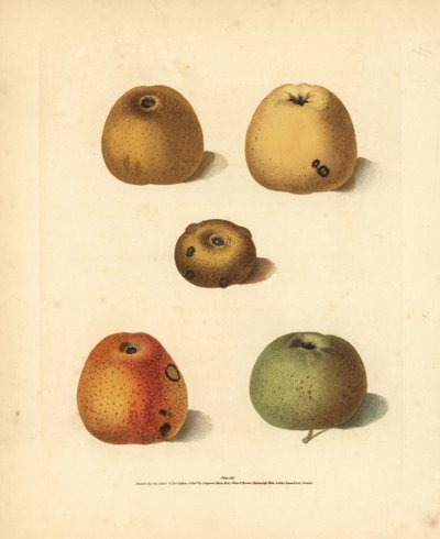 Apple varieties, Malus domestica: Franklin
