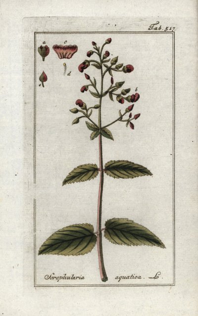 Aquatic Scrophular, Scrophularia aquatica by Unbekannter Künstler