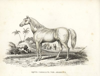 Arabian or Arab horse, Equus caballus var. arabicus by Unbekannter Künstler