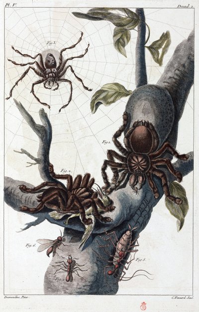 Bird-Eating Spider and Tarantula from Surinam by Unbekannt